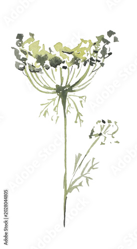 Botanical plants, grass, eco, watercolor illustration