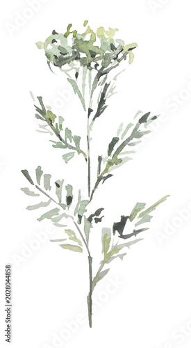 Botanical plants, grass, eco, watercolor illustration