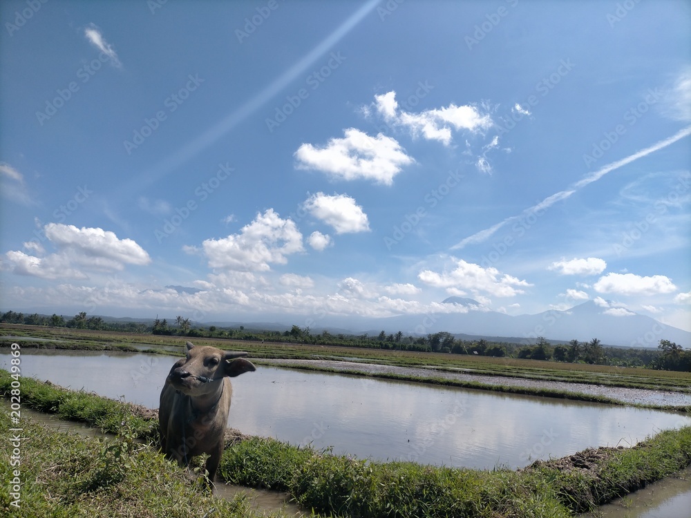 Obraz premium Buffalo rice field. High quality photo