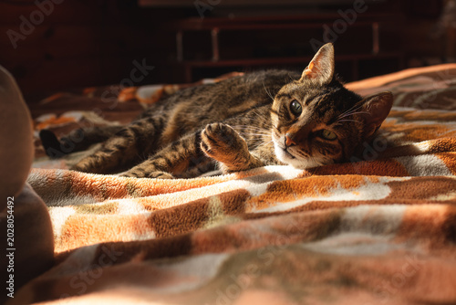 Bilde på lerret A relaxed domestic cat lying on a bed in a living room  filled with natural harsh light from the window