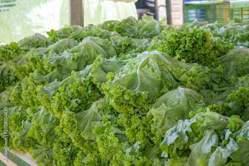Bild auf Leinwand Fresh Organic Green Leaf Lettuce Heads Stacked at a Farmers Market