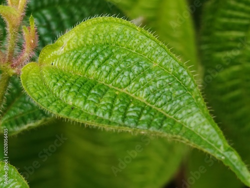 Leaf hairs (trichomes) are fine hairs or scales on the epidermis of leaves that primarily function as a defense system. These organs protect plants from direct sunlight, reduce excessive water evapora