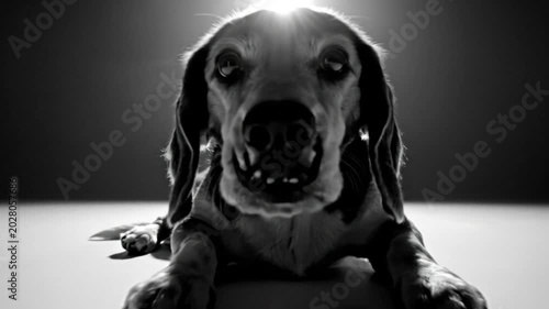 Low angle grayscale studio shot of a beagle looking into camera with bright sun flare behind