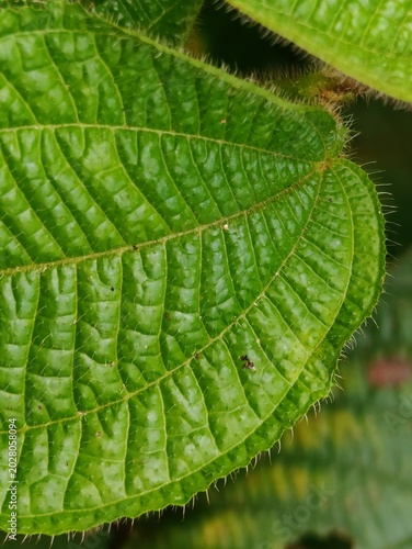 Leaf hairs (trichomes) are fine hairs or scales on the epidermis of leaves that primarily function as a defense system. These organs protect plants from direct sunlight, reduce excessive water evapora
