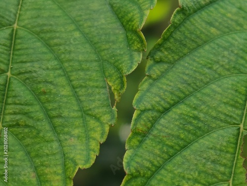 Leaf hairs (trichomes) are fine hairs or scales on the epidermis of leaves that primarily function as a defense system. These organs protect plants from direct sunlight, reduce excessive water evapora