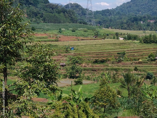Intercropping is a system of growing two or more different crops simultaneously on the same plot of land. This method is highly advantageous because it maximizes space utilization,