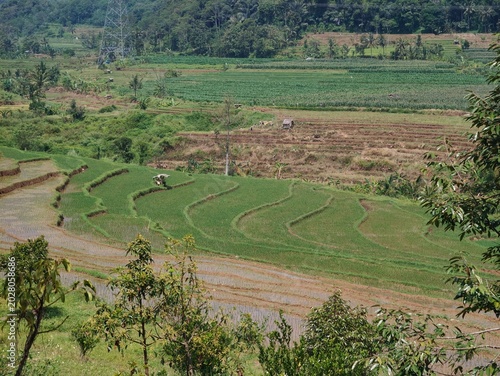 Intercropping is a system of growing two or more different crops simultaneously on the same plot of land. This method is highly advantageous because it maximizes space utilization,
