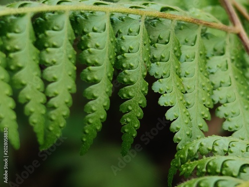 Ferns (Pteridophyta) function as a source of nutrient-rich food, herbal medicine ingredients, ornamental plants that beautify rooms, and natural fertilizers that enrich agricultural land.