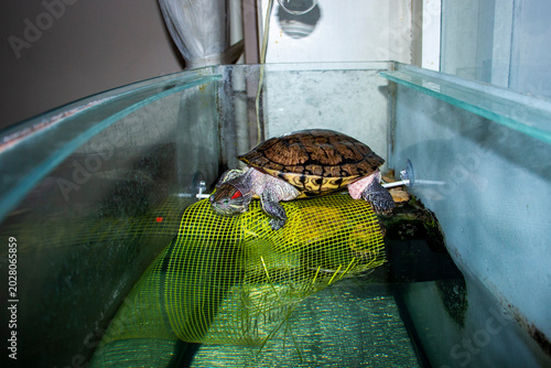 фотографія red-eared freshwater turtle with a brown-black shell sits on a stone in a spacio