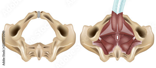 Foto Detailed medical illustration of the male pelvic floor anatomy showing the bony pelvis and pelvic diaphragm muscles from an inferior view
