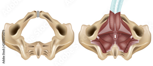 Canvas Print Detailed medical illustration of the male pelvic floor anatomy showing the bony pelvis and pelvic diaphragm muscles from an inferior view