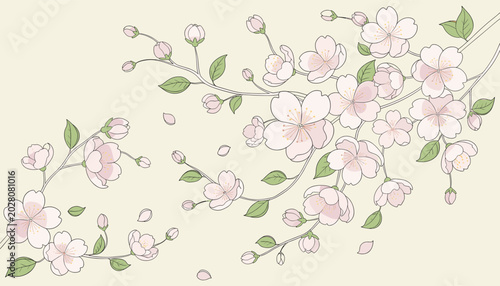 Photos Delicate pink cherry blossoms on branches with green leaves, with some petals falling, against a light cream background