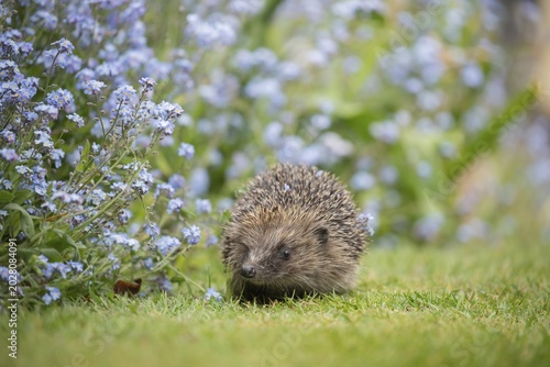 European hedgehog (Erinaceus europaeus) adult walking across a garden lawn next to a flower border with flowering Forget-Me-Nots in the Spring, Suffolk, England, United Kingdom
