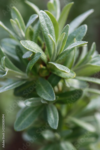 close up of a hreen plant