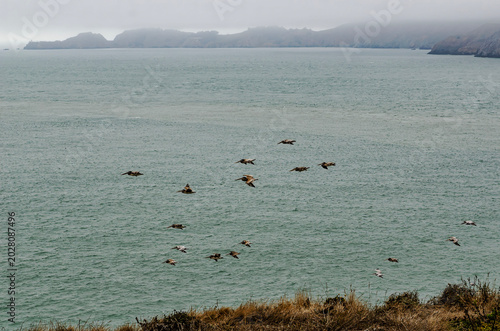 San Francisco Bay Travel Destination near Golden Gate Bridge with Brown Pelicans Flying Over Pacific Ocean Coastline Californi