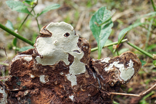 Bild auf Leinwand Close-up image of a white and brown bracket fungus or shelf fungus growing on a rotting tree stump in the wild that thrives after rain
