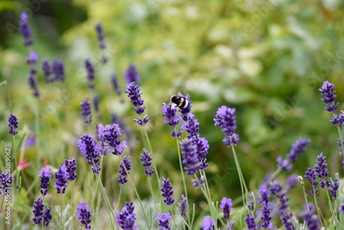 Hummel in Lavendel