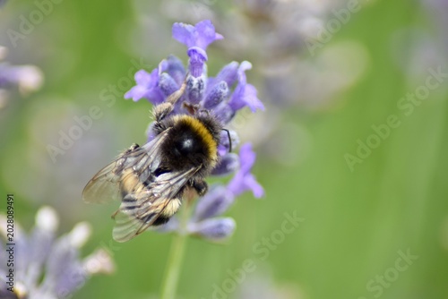 Hummel auf Lavendel
