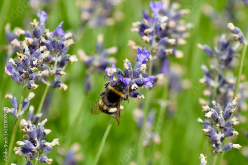 Hummel auf Lavendel