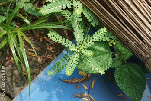 Photos A green Phyllanthus urinaria plant grows wild next to a textured bamboo wall