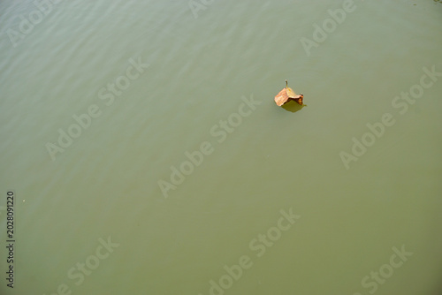 Фотография Minimalist high angle shot of a single dry brown leaf floating on calm green murky water surface