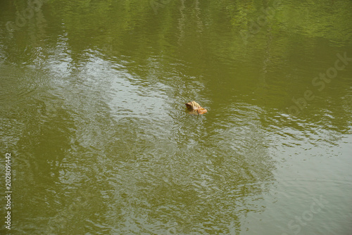 Obraz na plátně Minimalist high angle shot of a single dry brown leaf floating on calm green murky water surface