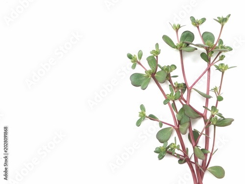 A branch of fresh green common purslane (Portulaca oleracea) isolated on a clean white background. Perfect for concepts related to healthy eating, wild edible weed and herbal medicine