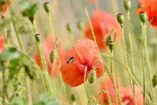 Mohnblumen