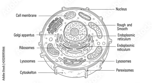Bild auf Leinwand Cell Structure Diagram Biology Illustration.