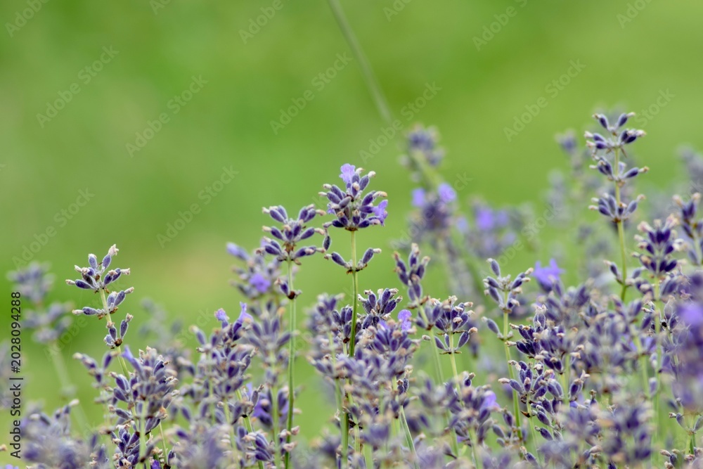 Obraz premium Lavendel