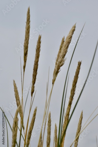 Gräser
