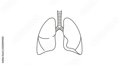 Obraz na płótnie Human lungs anatomy medical illustration.