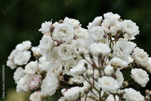 Rosen