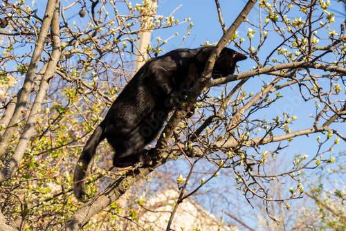 Cute fluffy cat climbing green tree
