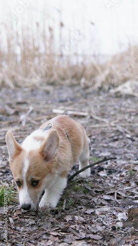 A corgi puppy is walking in the park and enjoying life. Pet concept.