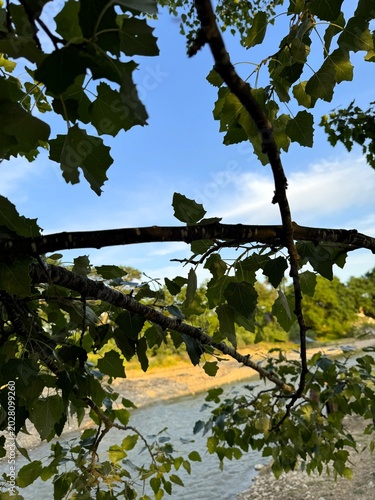 Sunlit river framed by leafy branches, calm water reflecting blue sky, distant pebbled shore, overhanging foliage casting dappled