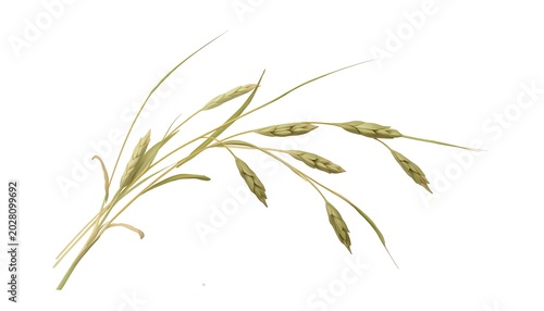 Oat plant with delicate green leaves and sturdy golden stems isolated on a pure white background with a precise clipping path to accentuate its intricate details and textures, allowing for seamless in