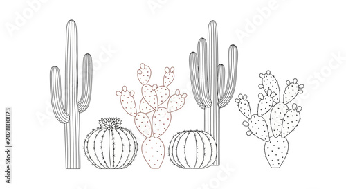 Schilderij op canvas Cactus plants in various shapes sizes.