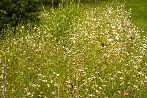 Foto Natural meadow ecosystem with blooming oxeye daisies (Leucanthemum vulgare), yellow wildflowers and green grass in warm summer light