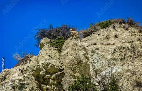 Canvas Print Mountain Goats Watching from Dramatic Cliff Against Clear Blue Sky