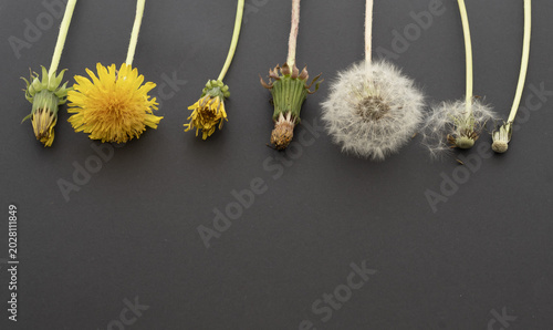 Tableau sur toile Botanical concept showing stages of dandelion growth and seed dispersal on black background