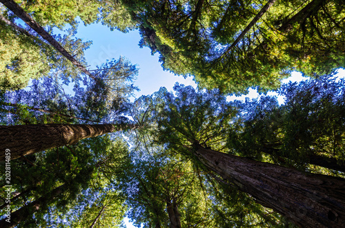 California Henry Cowell Redwoods State Park a view of the sky through redwoods or sequoias