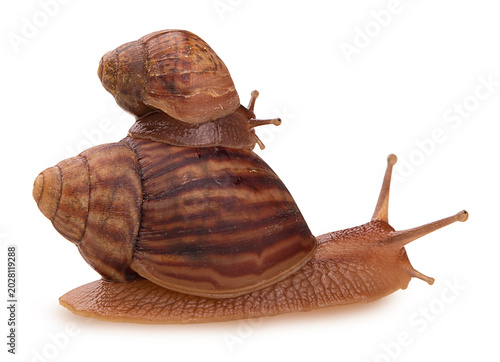 Two African snail Achatina small and big