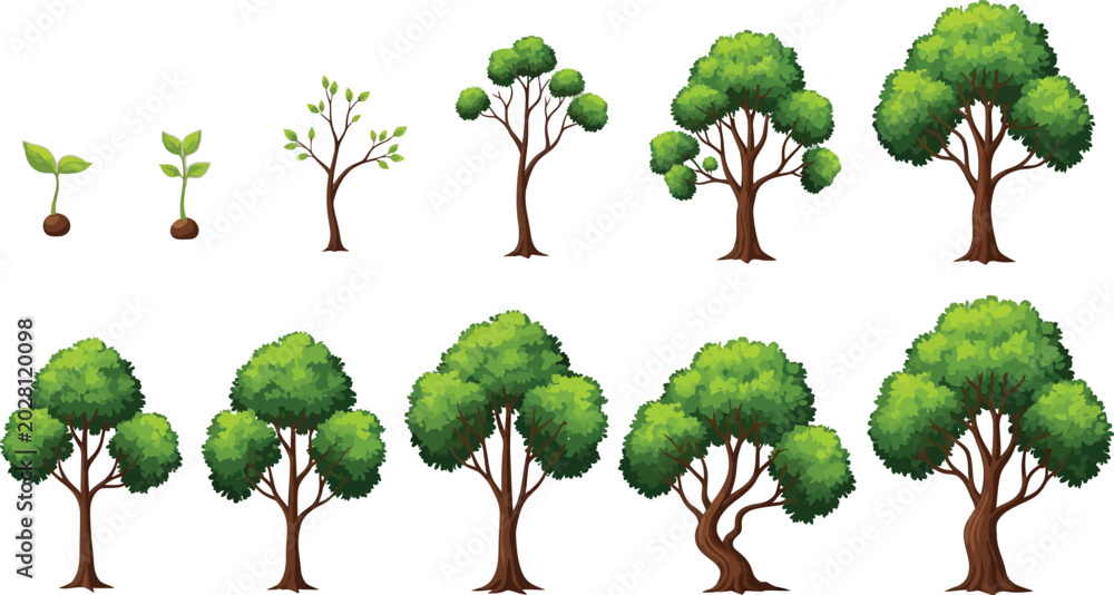 Fototapeta premium Tree growth stages from seedling to mature Vector