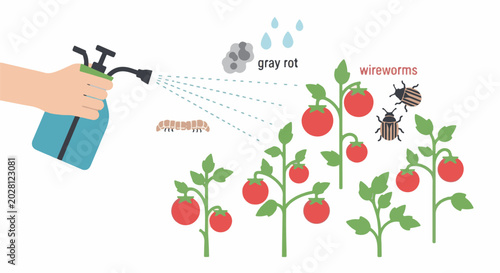 A hand sprays tomato plants to combat pests like wireworms and gray rot