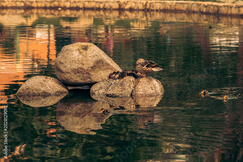 Konstfotografi Pata con sus patitos en el estanque