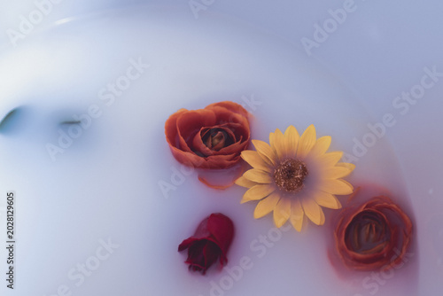 resh flowers petals floating on milky water, beauty and relaxation