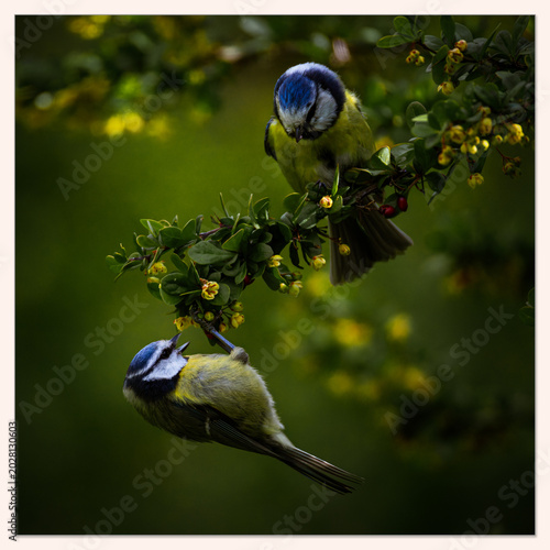 blue tit on branch