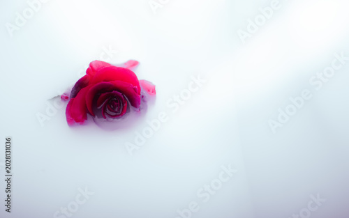 resh flowers petals floating on milky water, beauty and relaxation
