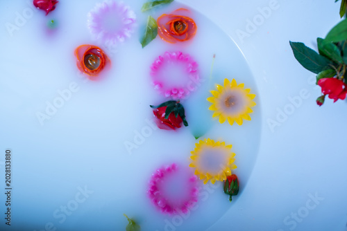 resh flowers petals floating on milky water, beauty and relaxation